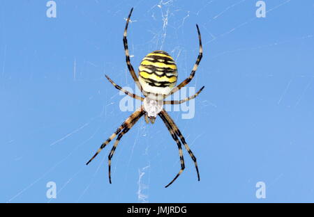 Nahaufnahme der weiblichen europäischen Wasp Spider (Argiope Bruennichi) in ihrem Netz. Stockfoto