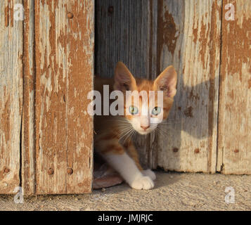 Kätzchen, 8 Wochen alt, red-Tabby-White, Ingwer, Blick aus ein Scheunentor Stockfoto