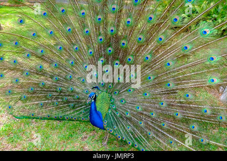 Männlicher Pfau Anzeige zeigt bunten Schwanzfedern Stockfoto