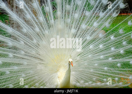 Albino weißen männlichen Pfau Anzeige zeigt bunten Schwanzfedern Stockfoto