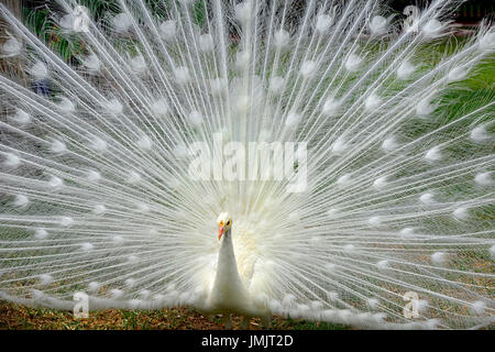 Albino weißen männlichen Pfau Anzeige zeigt bunten Schwanzfedern Stockfoto