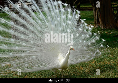 Albino weißen männlichen Pfau Anzeige zeigt bunten Schwanzfedern Stockfoto