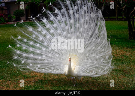 Albino weißen männlichen Pfau Anzeige zeigt bunten Schwanzfedern Stockfoto