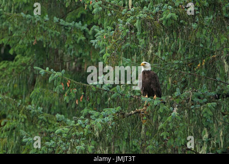 Weißkopf-Seeadler (Haliaeetus Leucocephalus) auf einem Baum, Tongass National Forest, Alaska, USA, Nordamerika Stockfoto