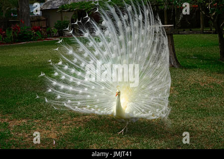 Albino weißen männlichen Pfau Anzeige zeigt bunten Schwanzfedern Stockfoto