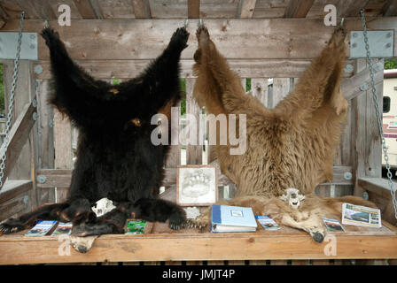 Haut der schwarze Bär und Grizzlybären auf Anzeige am Fish Creek Wildlife Beobachtung, Tongass National Forest, Hyder, Alaska, USA Stockfoto