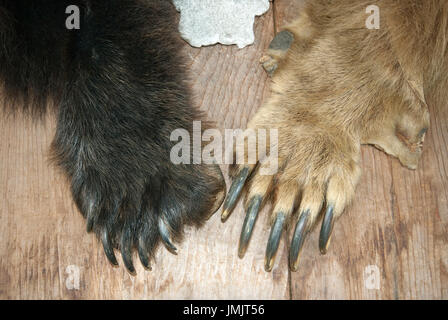 Klauen des schwarzen Bären und Grizzly Bear auf dem Display an Fish Creek Wildlife Beobachtungsort, Tongass National Forest, Hyder, Alaska, USA Stockfoto