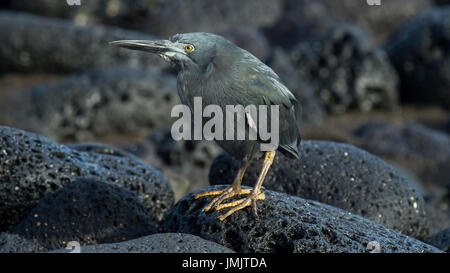 Lava Heron - Garza de Lava - Galápagos-Inseln Stockfoto