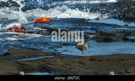 Lava Heron - Garza de Lava - Galápagos-Inseln Stockfoto