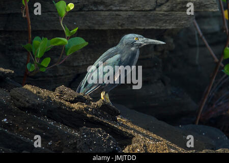 Lava Heron - Garza de Lava - Galápagos-Inseln Stockfoto