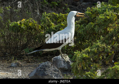 Maskierte Tölpel - Nazca Booby - Piquero Enmascarado - Galapagos-Inseln Stockfoto