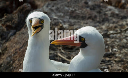 Maskierte Tölpel - Nazca Booby - Piquero Enmascarado - Galapagos-Inseln Stockfoto