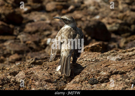 Galapagos Hawk - Halcón de Galápagos Stockfoto