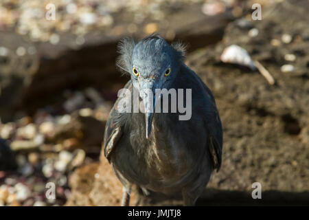 Lava Heron - Garza de Lava - Galápagos-Inseln Stockfoto