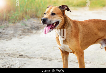 Porträt der rothaarige American Pit Bull im freien Stockfoto