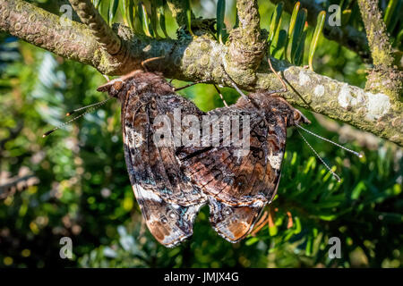 Zwei Schmetterlinge Paarung auf einem Ast. Stockfoto