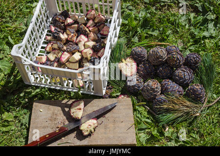 Natürliche Medizin. Schneiden von Pinus Cembra Tannenzapfen für die Herstellung von Balsamico-Sirup Stockfoto