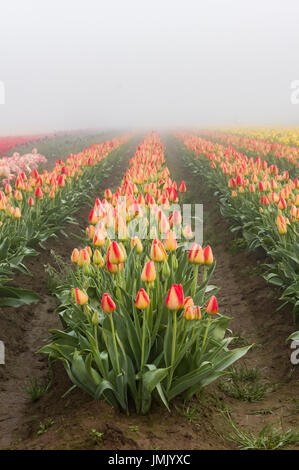 Blühende Tulpenfelder im Nebel mit gelben und roten Tulpen Stockfoto