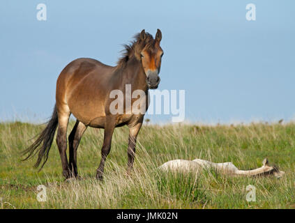 Exmoor Pony Stute mit weißen Fohlen liegend auf Moor gegen blauen Himmel in England Stockfoto