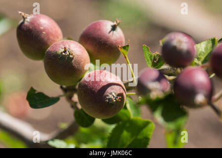 Die Bilder sind in meinem Studio im Napa Valley 'CA' und in St Martin "Karibik" aufgenommen. Stockfoto