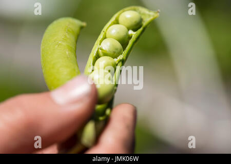 Die Bilder sind in meinem Studio im Napa Valley 'CA' und in St Martin "Karibik" aufgenommen. Stockfoto