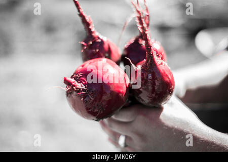 Die Bilder sind in meinem Studio im Napa Valley 'CA' und in St Martin "Karibik" aufgenommen. Stockfoto