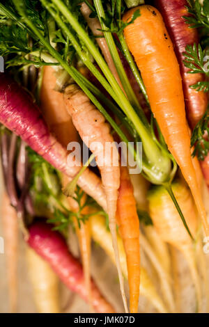 Die Bilder sind in meinem Studio im Napa Valley 'CA' und in St Martin "Karibik" aufgenommen. Stockfoto
