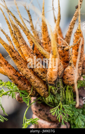 Die Bilder sind in meinem Studio im Napa Valley 'CA' und in St Martin "Karibik" aufgenommen. Stockfoto