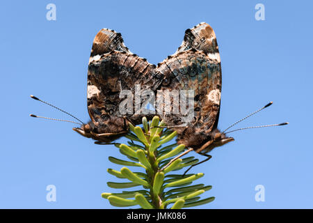 Zwei Schmetterlinge Paarung auf einem Ast. Stockfoto