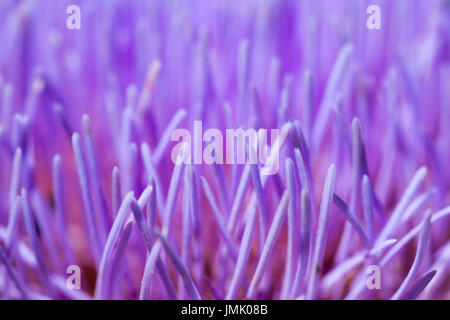 Die Bilder sind in meinem Studio im Napa Valley 'CA' und in St Martin "Karibik" aufgenommen. Stockfoto