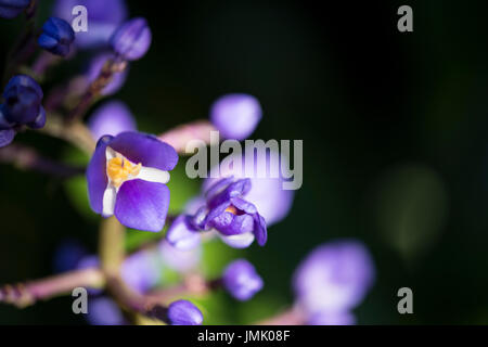 Die Bilder sind in meinem Studio im Napa Valley 'CA' und in St Martin "Karibik" aufgenommen. Stockfoto