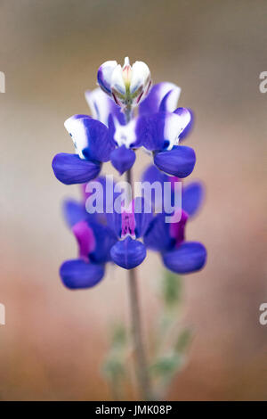 Die Bilder sind in meinem Studio im Napa Valley 'CA' und in St Martin "Karibik" aufgenommen. Stockfoto