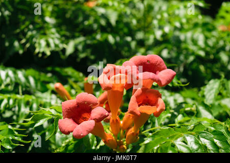 Nahaufnahme von Campsis Tecoma Radicans Blume, auch bekannt als Trumpet Vine, Trumpet Creeper, Kuh Juckreiz oder Kolibri Ranke Stockfoto