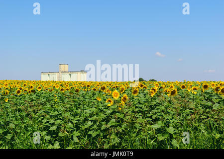 großen Sonnenblumenfeld im Vordergrund und Betonbau als landwirtschaftliche Silos im Hintergrund verwendet. Das Gebäude dient zur Lagerung, Trocknung und mil Stockfoto