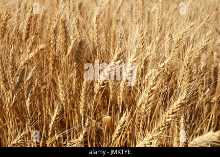 Schließen Sie Weizen Ährchen im Feld Stockfoto