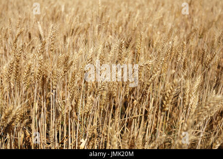 Schließen Sie Weizen Ährchen im Feld Stockfoto