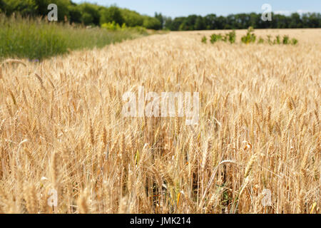 Schließen Sie Weizen Ährchen im Feld Stockfoto