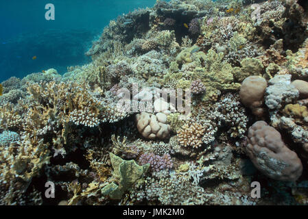 Ein schönes gesundes Korallenriff mit Steinkorallen im kristallklaren Wasser des Roten Meeres in der Nähe von Hurghada, Ägypten. Stockfoto