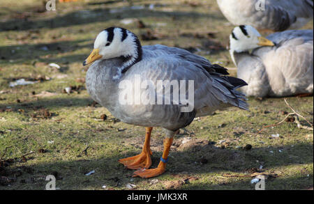 Die Bar-headed Goose (Anser indicus) Stockfoto