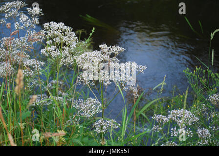 Weißen Wildblumen von Anis (Pimpinella Anisum), auch genannt Anis, ist eine blühende Pflanze in der Familie Apiaceae. Stockfoto