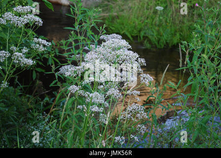 Weißen Wildblumen von Anis (Pimpinella Anisum), auch genannt Anis, ist eine blühende Pflanze in der Familie Apiaceae. Stockfoto