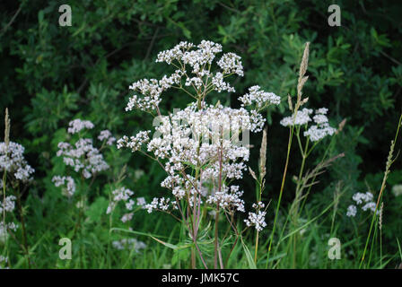 Weißen Wildblumen von Anis (Pimpinella Anisum), auch genannt Anis, ist eine blühende Pflanze in der Familie Apiaceae. Stockfoto