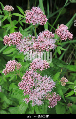 Hemp Agrimony Eupatorium Cannabinum aka Holy Seil Stockfoto