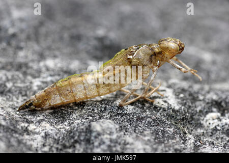 Südlichen Hawker Aeshna Cyanaea exuvia Stockfoto