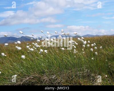 Wollgras, die Biegung in den Wind, Fellbarrow, Cumbria Stockfoto