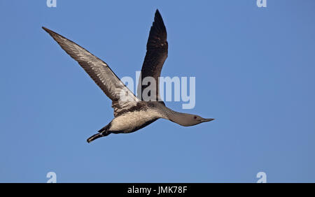 Fliegender Rotkehlflieger, Rotkehltaucher, fliegender, brüchiger Gefieder Stockfoto