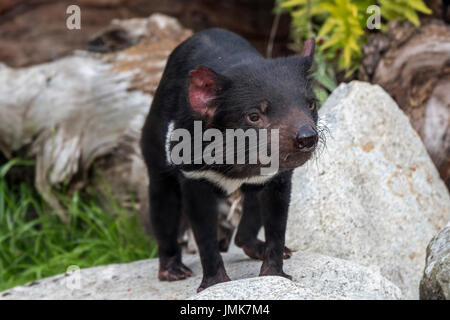 Tasmanischer Teufel (Sarcophilus Harrisii), größte fleischfressende Beuteltier Eingeborener nach Australien Stockfoto