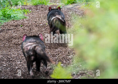 Zwei Tasmanischer Teufel (Sarcophilus Harrisii), größte fleischfressende Beuteltiere in Australien, jagten einander heimisch Stockfoto