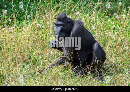 Celebes crested Macaque / crested schwarz Makaken / Sulawesi crested Macaque / schwarze Affen (Macaca Nigra) ursprünglich aus Sulawesi, Nahrungssuche auf dem Boden Stockfoto