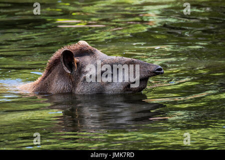 Südamerikanische Tapir / brasilianische Tapir / Flachland Tapir (Tapirus Terrestris), heimisch in den Amazonas, Baden im Fluss und zeigt prehensile Nase Stamm Stockfoto